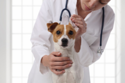The female veterinarian doctor checks ears to a dog. Animal and pet veterinary care concept